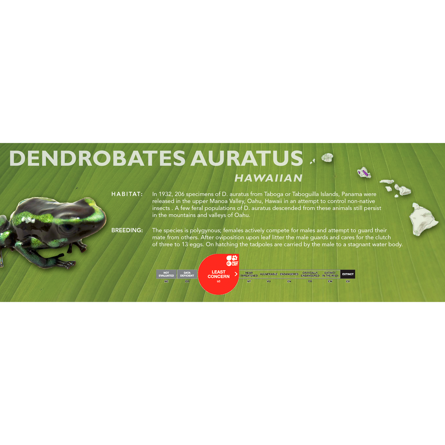 Dendrobates auratus - Classic Vivarium Label