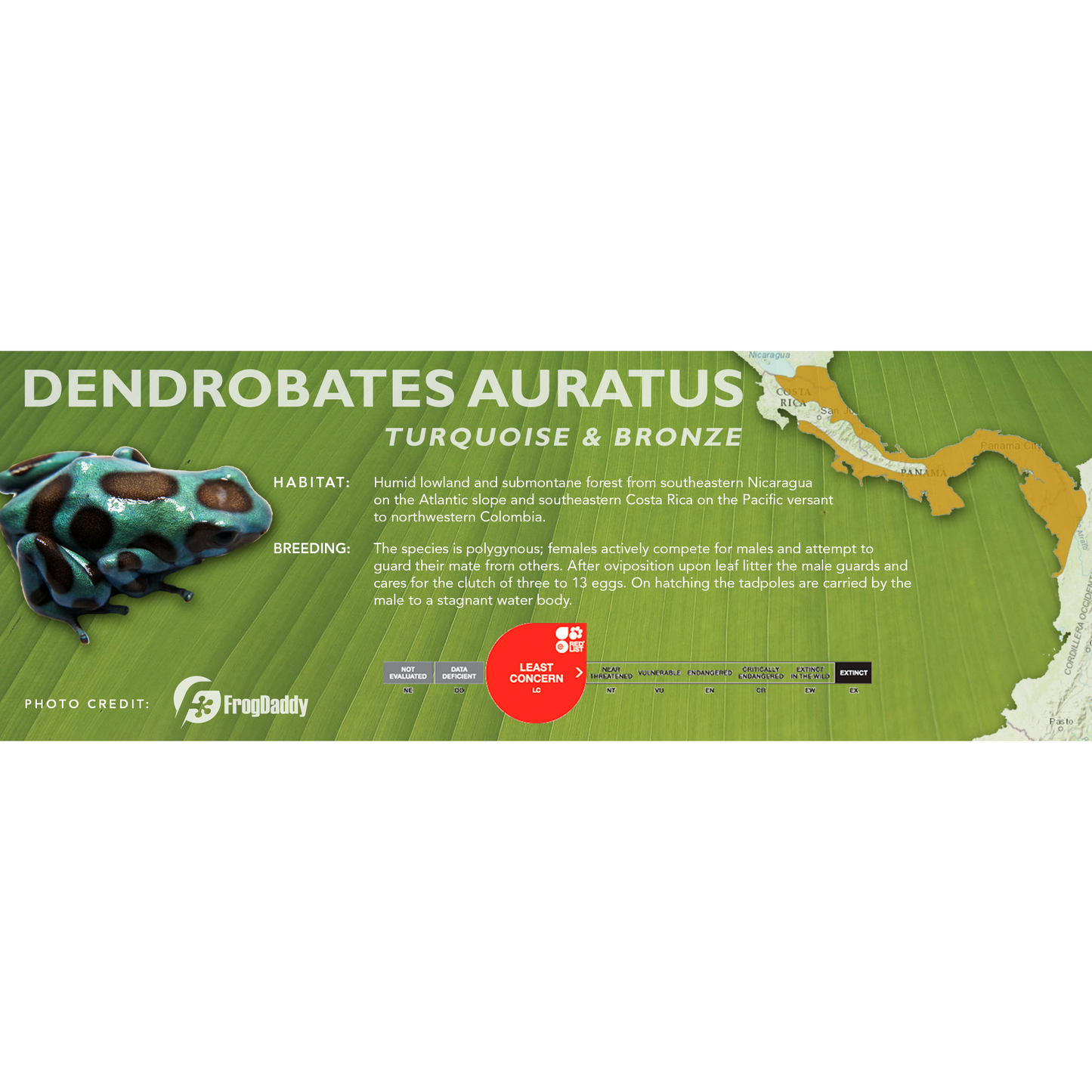 Dendrobates auratus - Classic Vivarium Label