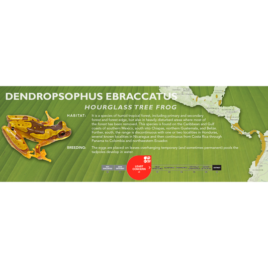 Hourglass Tree Frog (Dendropsophus ebraccatus) - Classic Vivarium Label