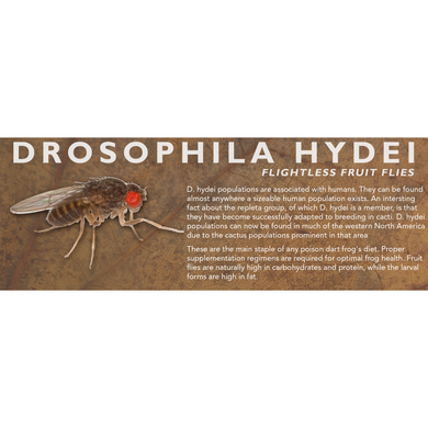 Drosophila hydei (Flightless Fruit Flies) - Feeder Label