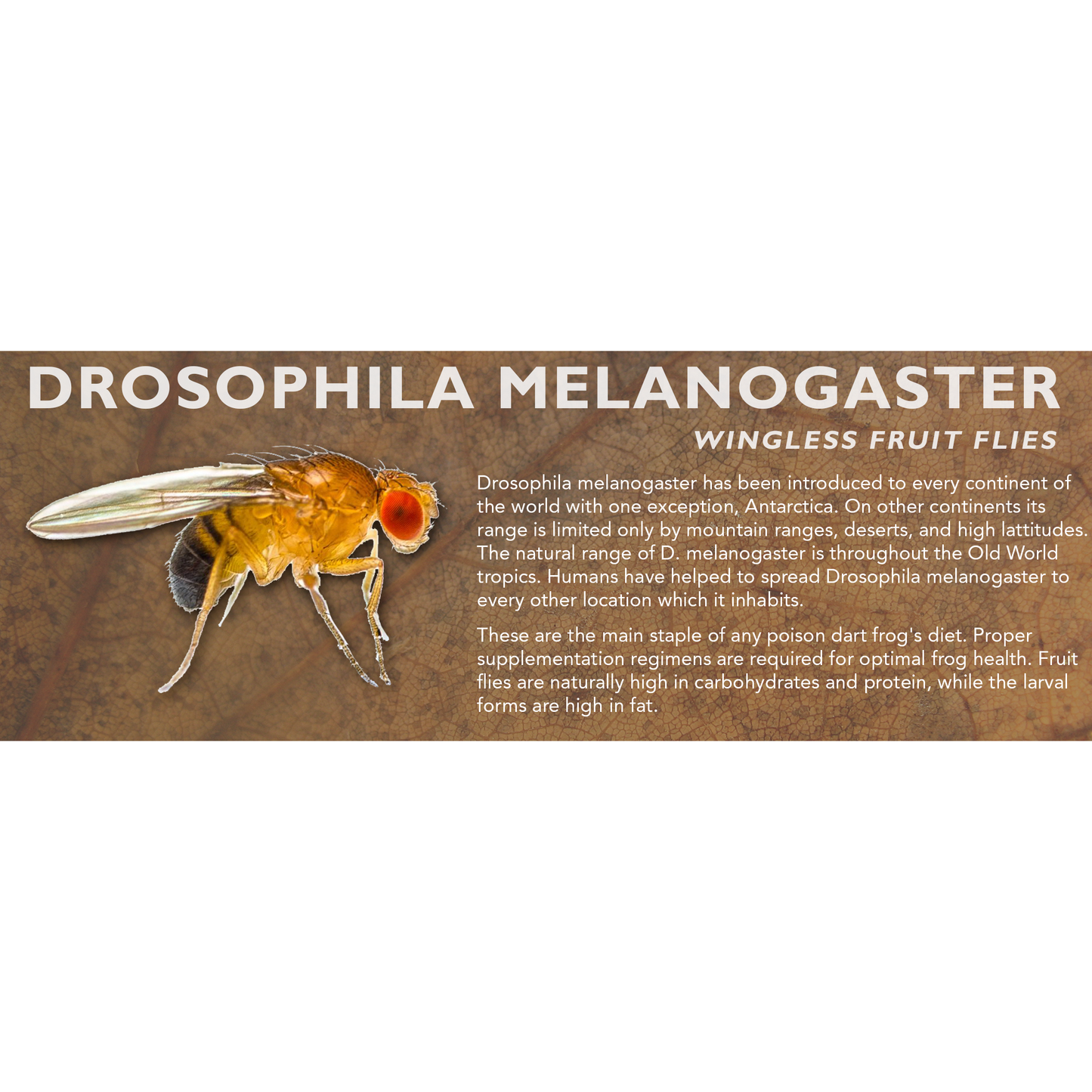 Drosophila melanogaster (Wingless Fruit Flies) - Feeder Label