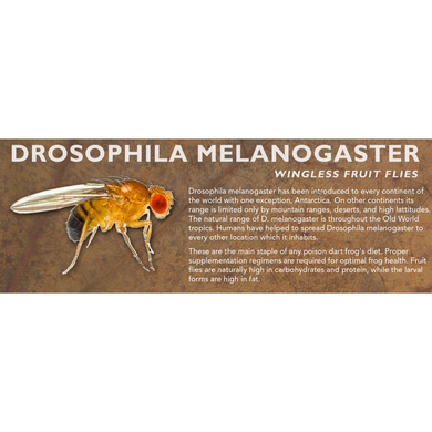 Drosophila melanogaster (Wingless Fruit Flies) - Feeder Label