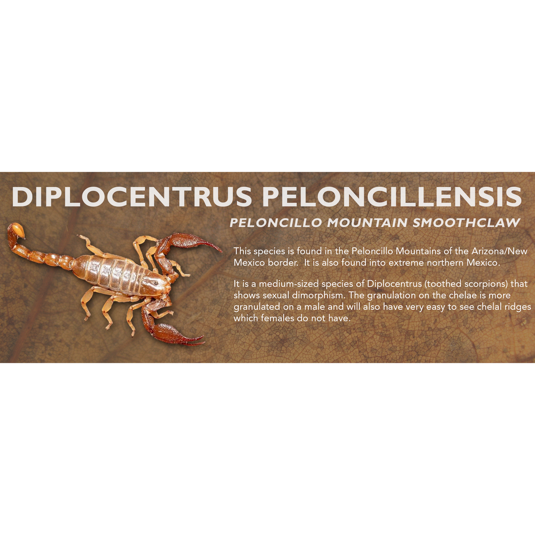 Diplocentrus peloncillensis - Peloncillo Mountain Smoothclaw Scorpion Label