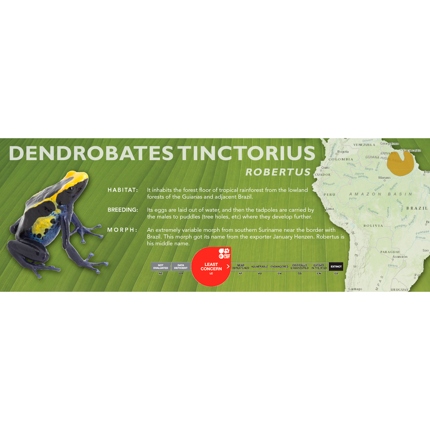 Dendrobates tinctorius - Classic Vivarium Label
