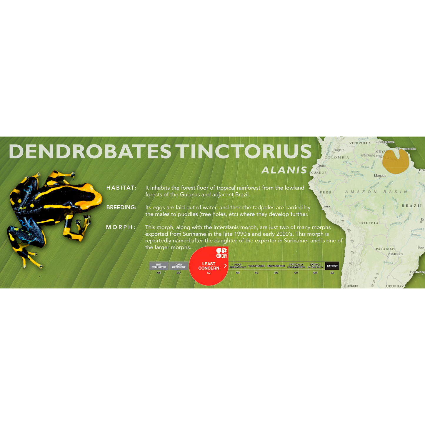 Dendrobates tinctorius - Classic Vivarium Label
