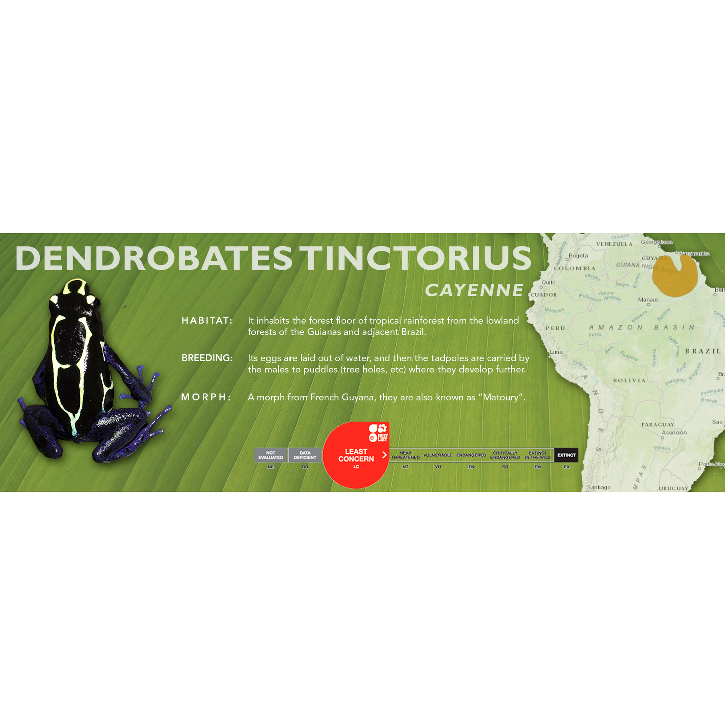 Dendrobates tinctorius - Classic Vivarium Label