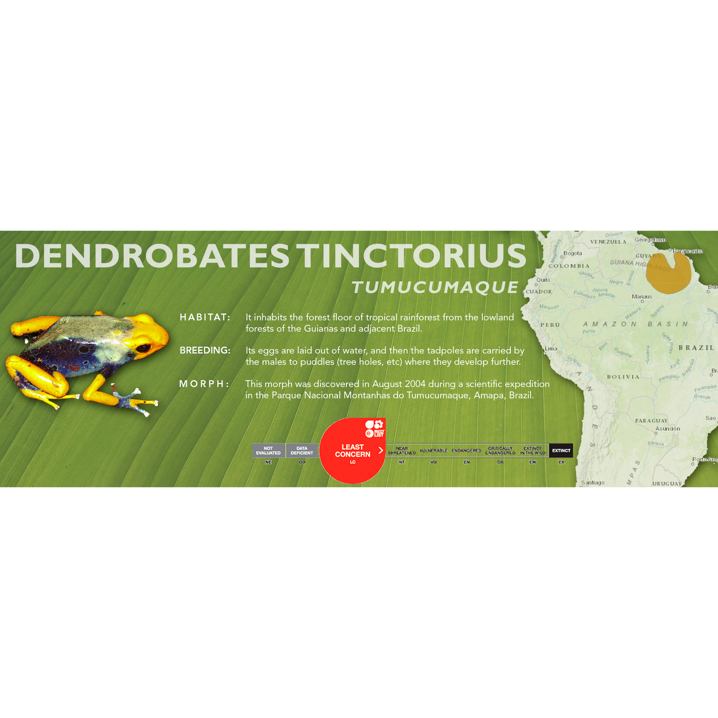 Dendrobates tinctorius - Classic Vivarium Label