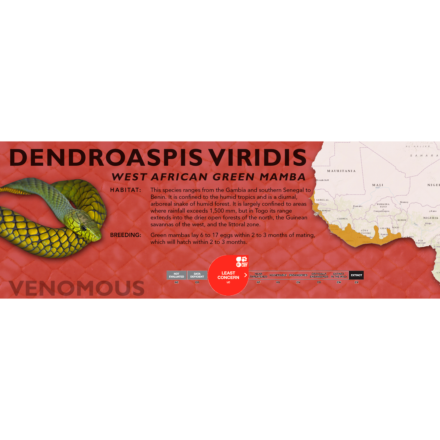 West African Green Mamba (Dendroaspis viridis) Classic Vivarium Label