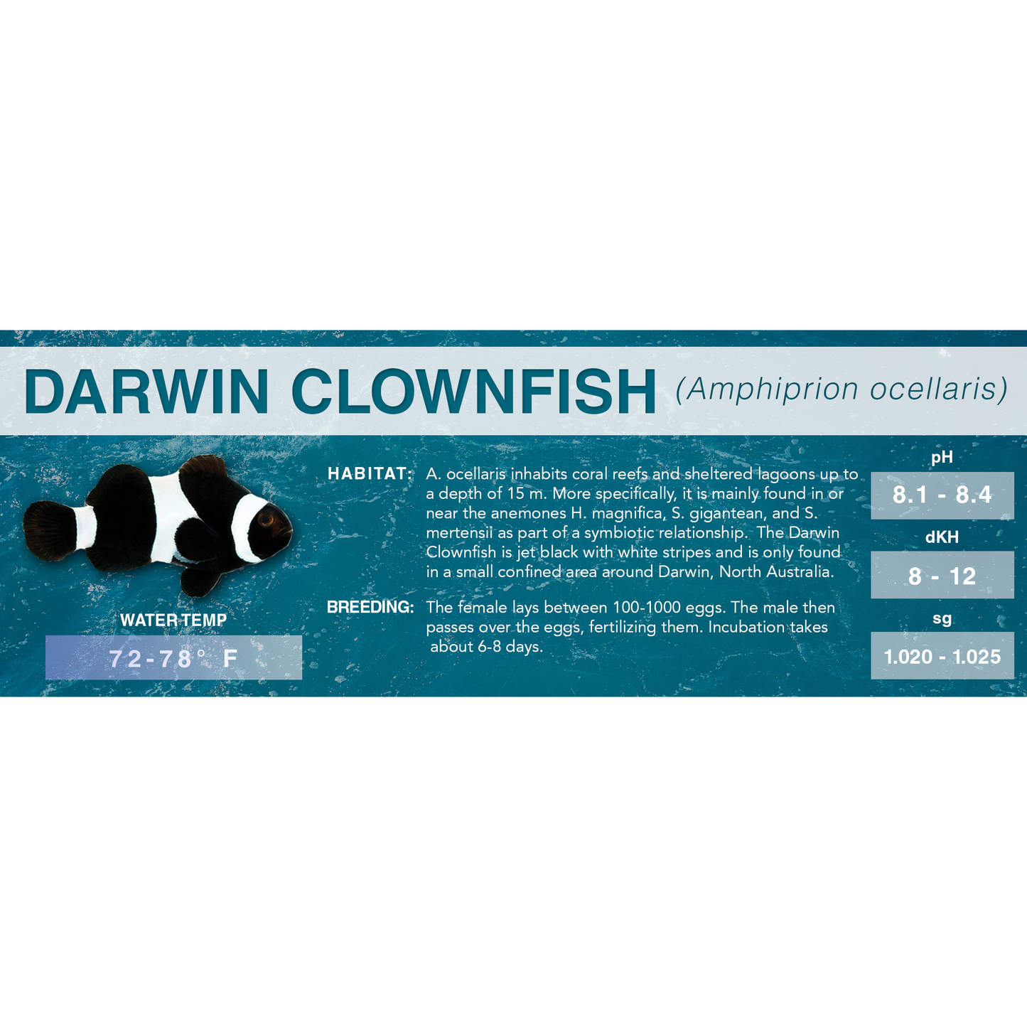 Common Clownfish (Amphiprion ocellaris) - Standard Aquarium Label