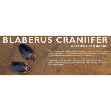 Blaberus craniifer (Death's Head Roach) - Roach Label