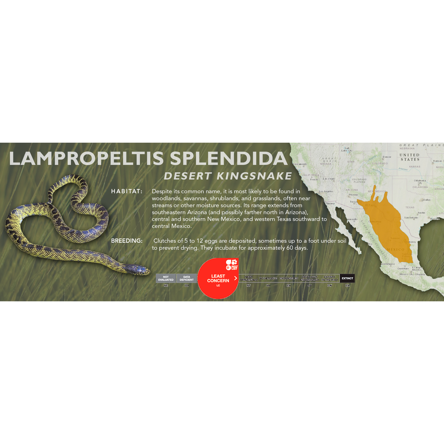 Desert Kingsnake (Lampropeltis splendida) Standard Vivarium Label