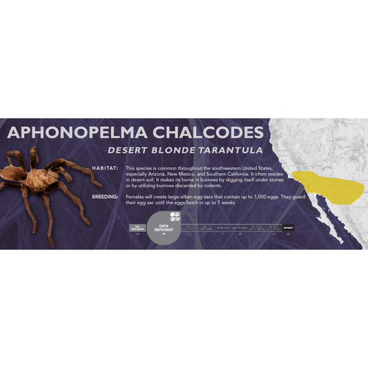 Desert Blonde Tarantula (Aphonopelma chalcodes) - Classic Vivarium Label