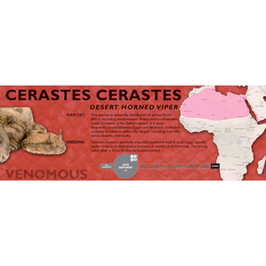 Desert Horned Viper (Cerastes cerastes) Standard Vivarium Label