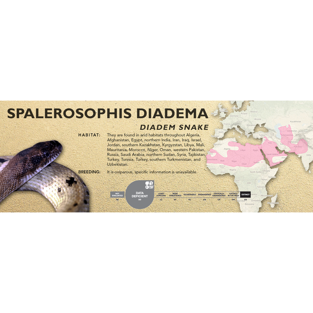 Diadem Snake (Spalerosophis diadema) Standard Vivarium Label