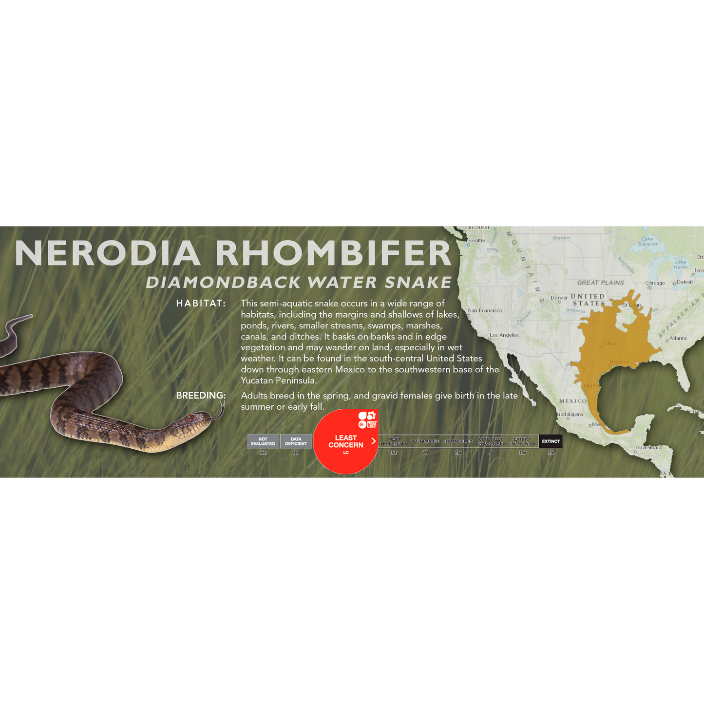 Diamondback Water Snake (Nerodia rhombifer) Standard Vivarium Label