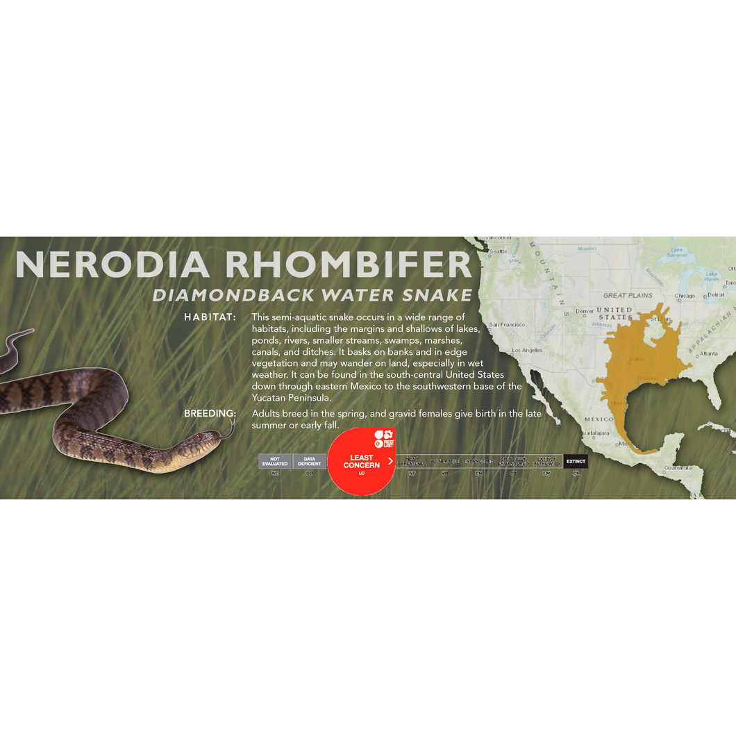 Diamondback Water Snake (Nerodia rhombifer) Standard Vivarium Label
