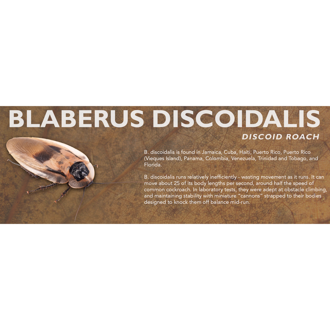 Blaberus discoidalis (Discoid Roach) - Roach Label