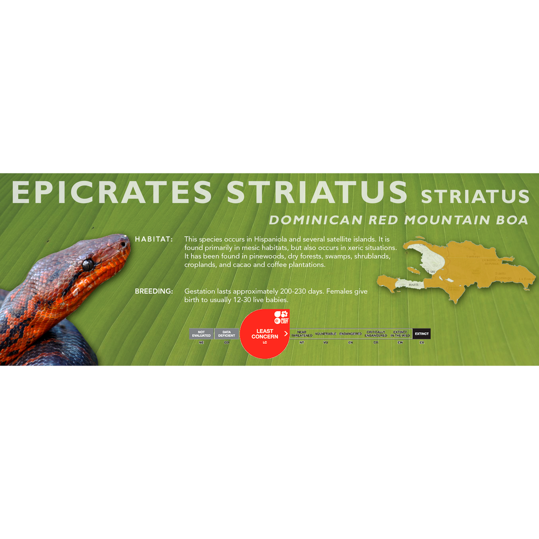 Dominican Red Mountain Boa (Epicrates striatus striatus) Standard Vivarium Label
