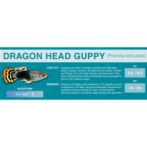 Guppy (Poecilia reticulata) - Standard Aquarium Label