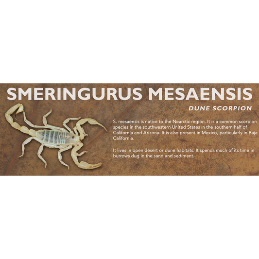 Smeringurus mesaensis - Dune Scorpion Label