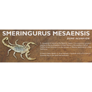 Smeringurus mesaensis - Dune Scorpion Label