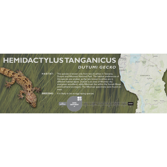 Dutumi Gecko (Hemidactylus tanganicus) Standard Vivarium Label