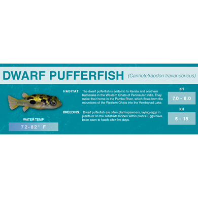Dwarf Pufferfish (Carinotetraodon travancoricus) - Standard Aquarium Label