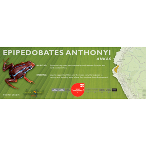 Epipedobates anthonyi - Standard Vivarium Label
