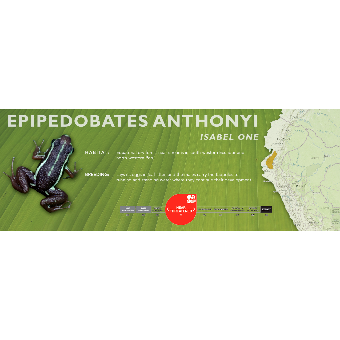 Epipedobates anthonyi - Classic Vivarium Label