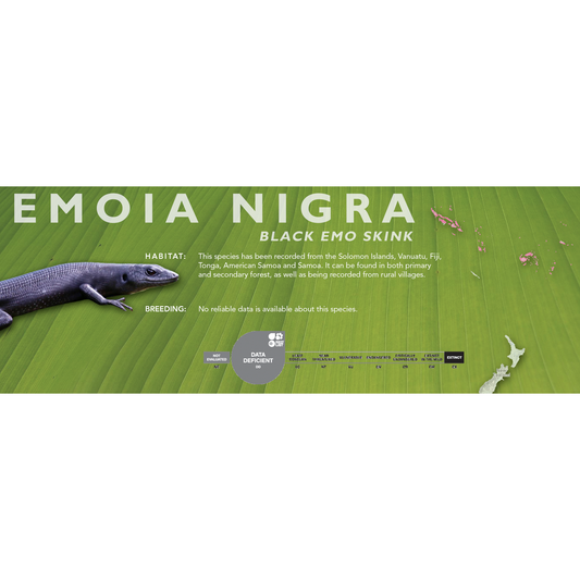 Black Emo Skink (Emoia nigra) Standard Vivarium Label