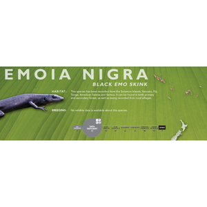 Black Emo Skink (Emoia nigra) Standard Vivarium Label