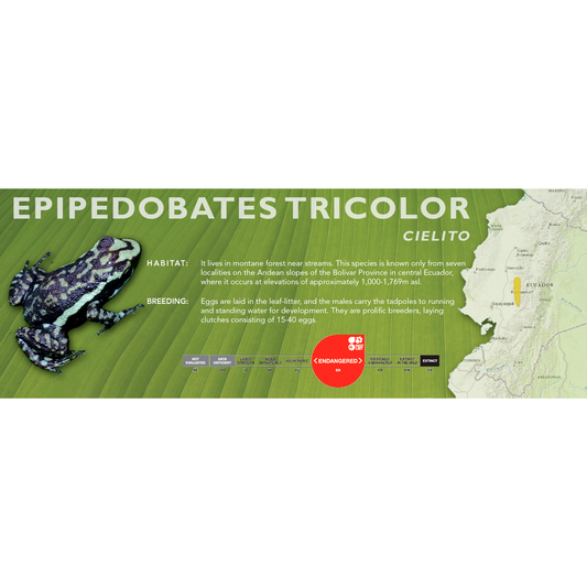 Epipedobates tricolor - Classic Vivarium Label