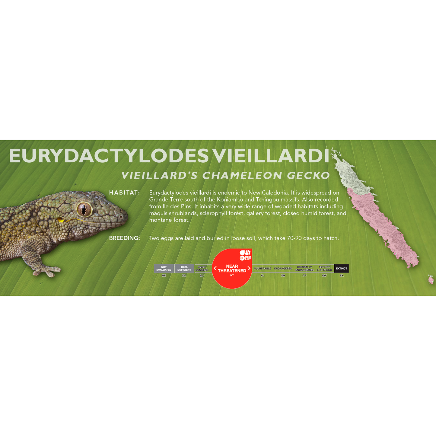 Vieillard's Chameleon Gecko (Eurydactylodes vieillardi) Classic Vivarium Label