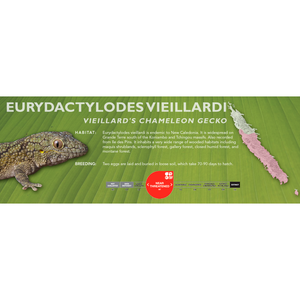 Vieillard's Chameleon Gecko (Eurydactylodes vieillardi) Standard Vivarium Label