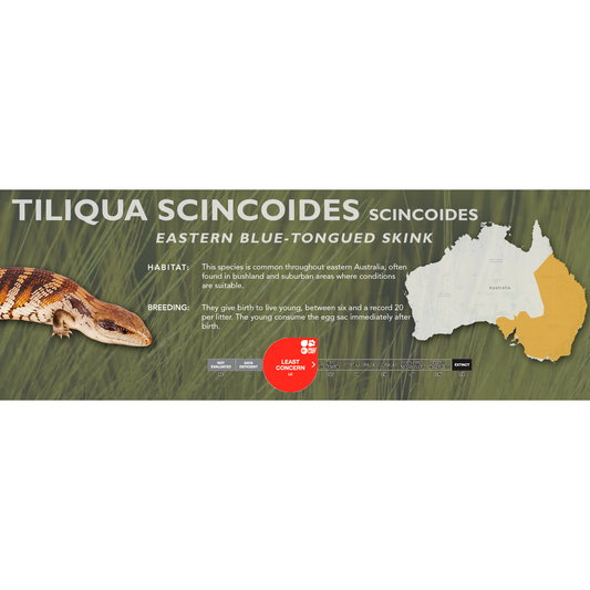 Eastern Blue-Tongued Skink (Tiliqua scincoides scincoides) Standard Vivarium Label