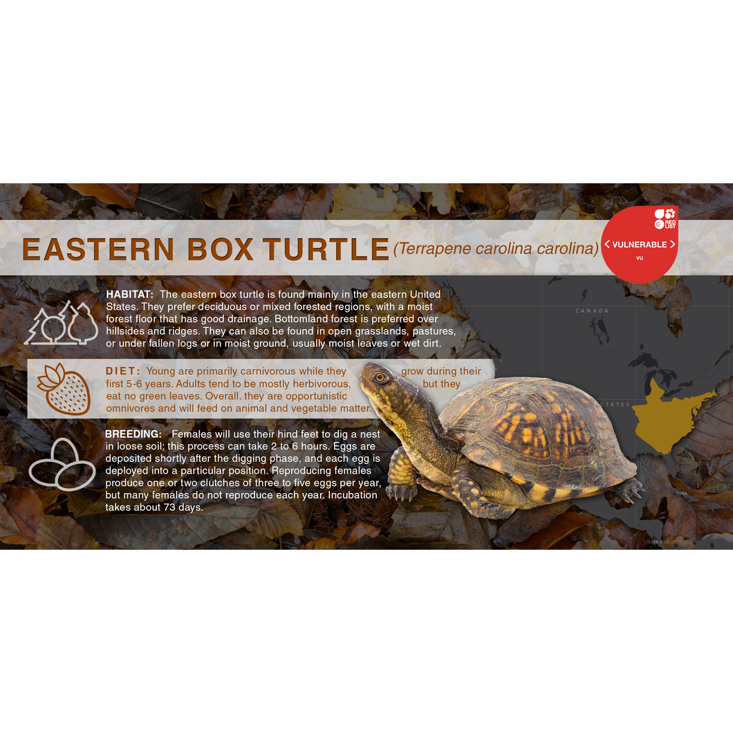 Eastern Box Turtle (Terrapene carolina carolina) - Aluminum Sign