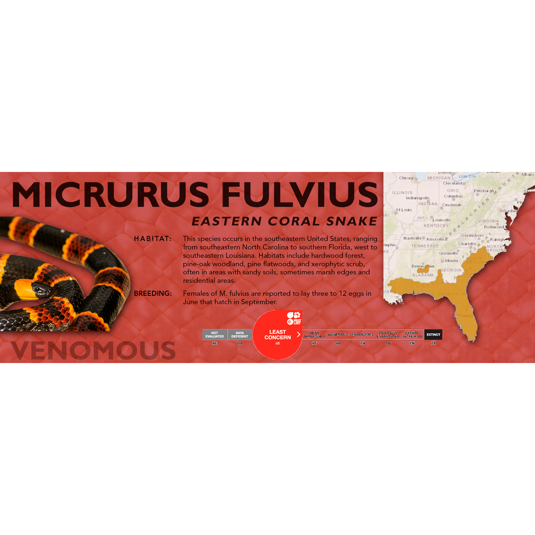 Eastern Coral Snake (Micrurus fulvius) Standard Vivarium Label
