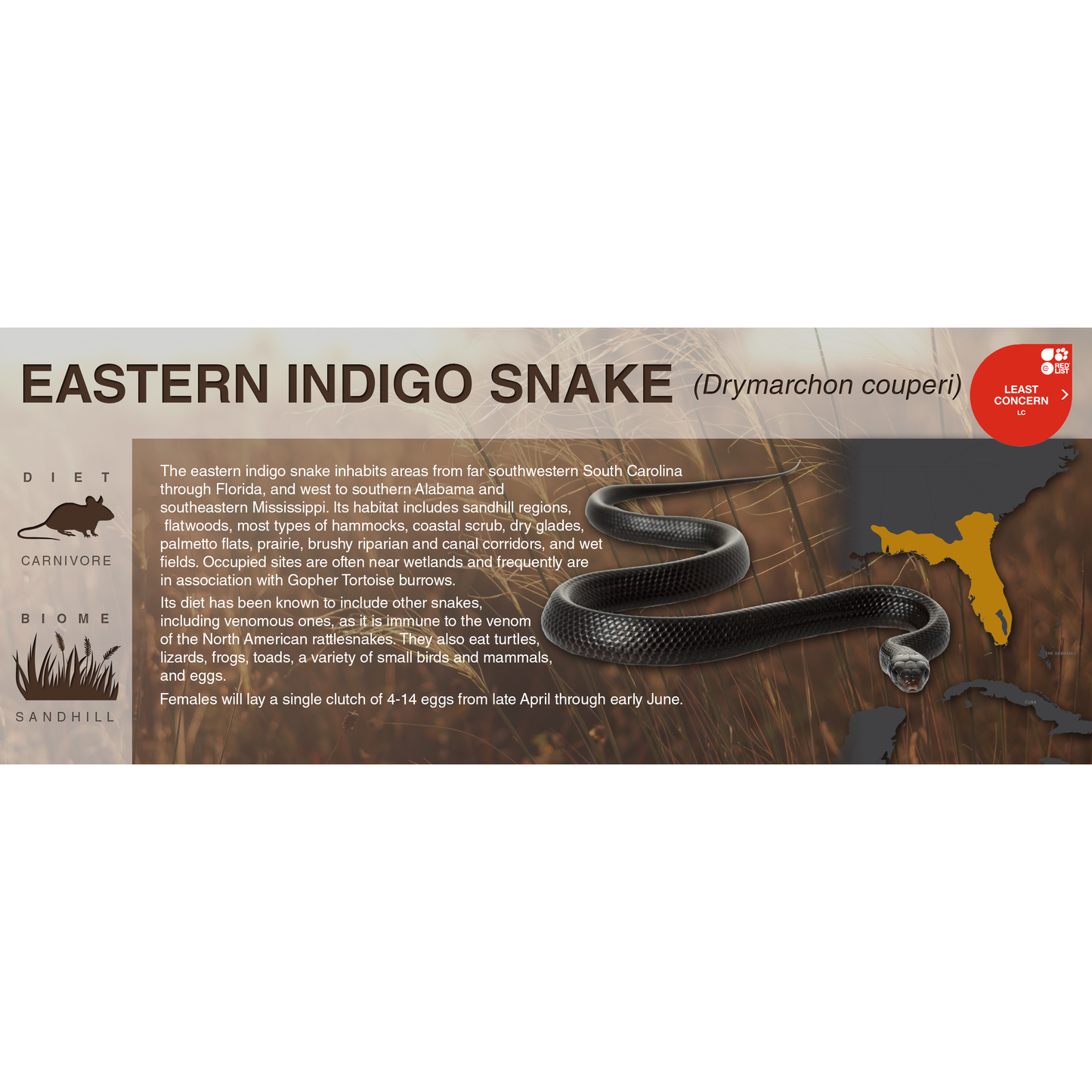 Eastern Indigo Snake (Drymarchon couperi) - Black Series Vivarium Label