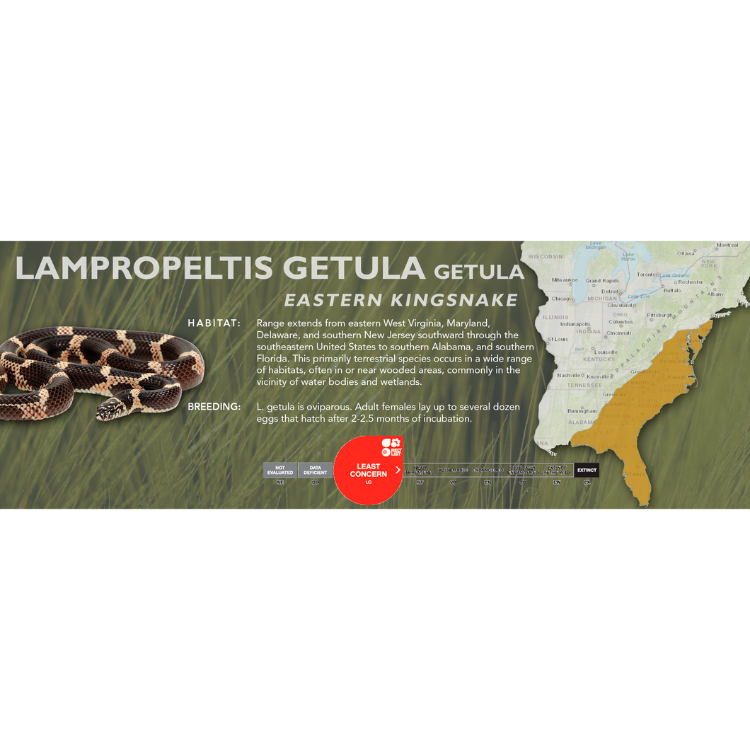 Eastern Kingsnake (Lampropeltis getula getula) Standard Vivarium Label