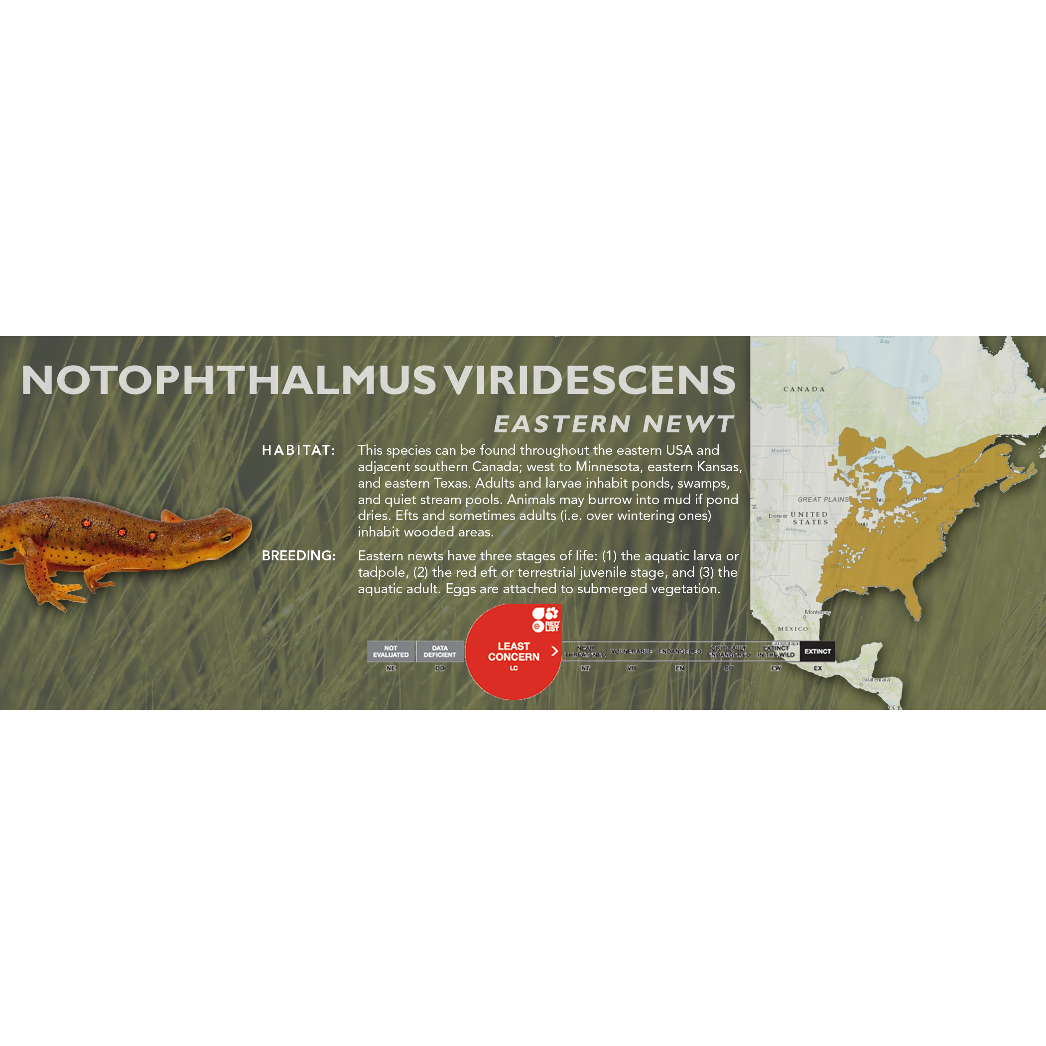 Newt Labelling Newts & Salamanders – Cloud Forest Design
