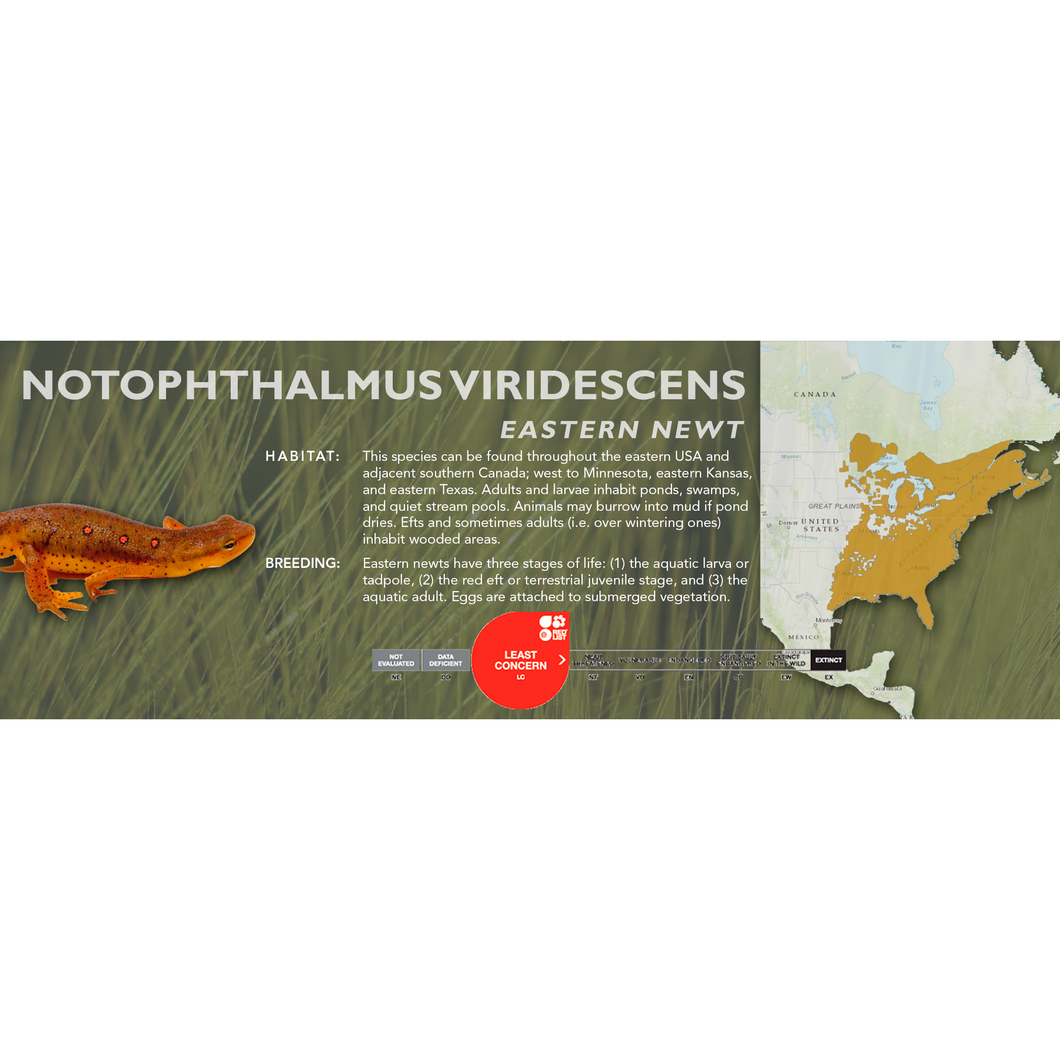 Eastern Newt (Notophthalmus viridescens) - Standard Vivarium Label