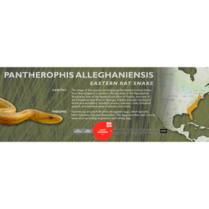 Eatern Rat Snake (Pantherophis alleghaniensis) Standard Vivarium Label