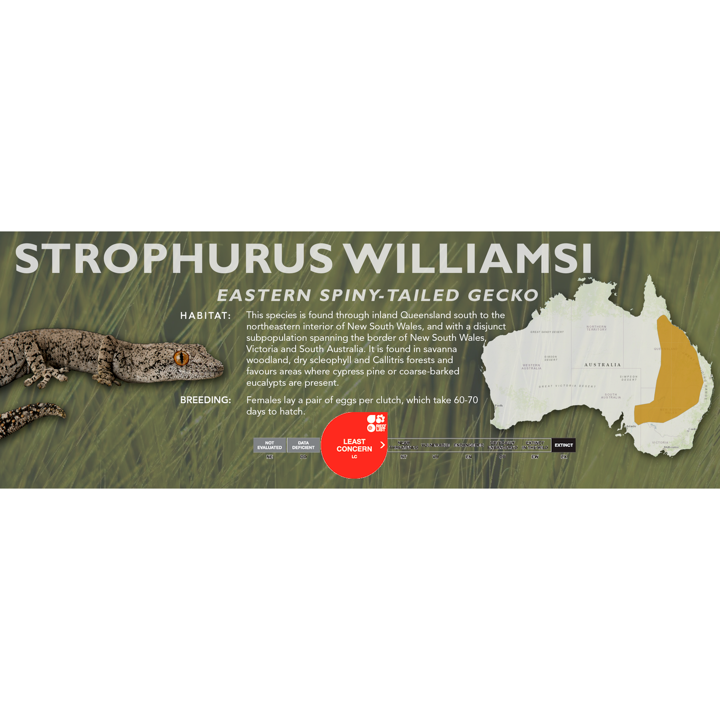 Eastern Spiny-Tailed Gecko (Strophurus williamsi) Classic Vivarium Label