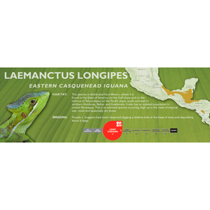 Eastern Casquehead Iguana (Laemanctus longipes) Standard Vivarium Label