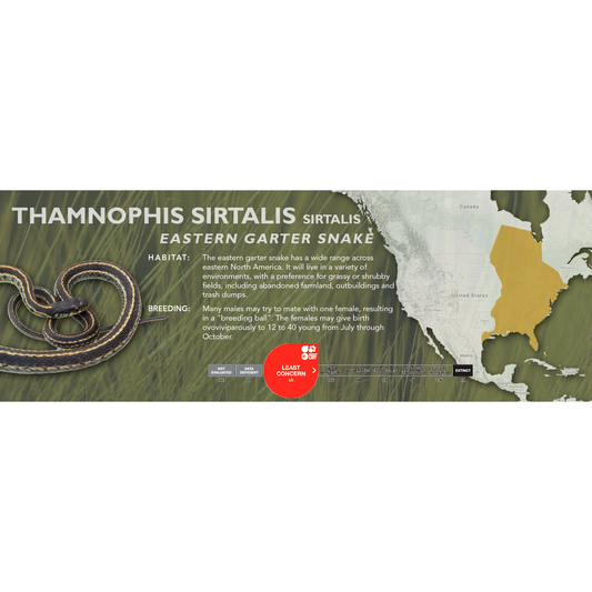 Common Garter Snake (Thamnophis sirtalis) Classic Vivarium Label