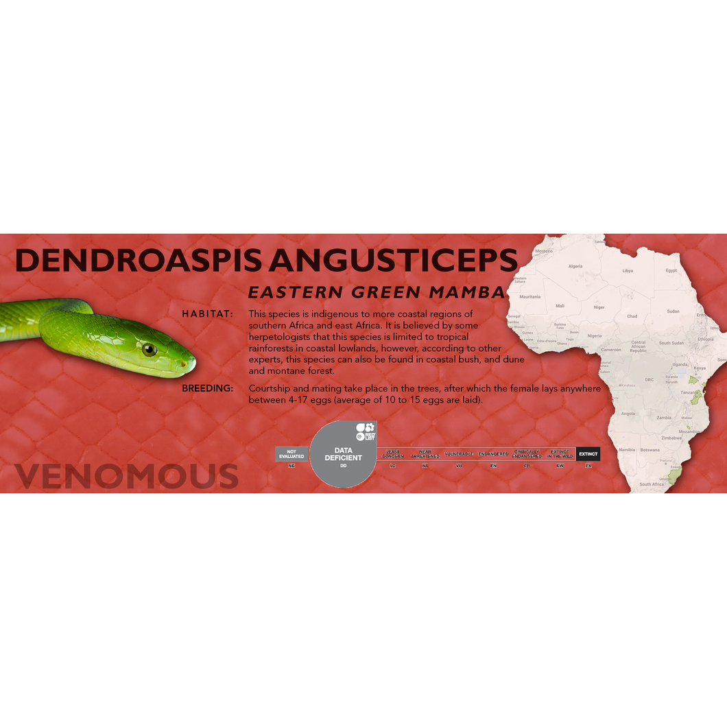 Eastern Green Mamba (Dendroaspis angusticeps) Standard Vivarium Label
