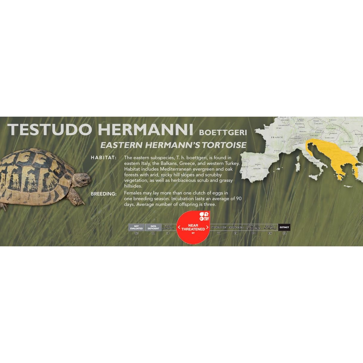 Hermann's Tortoise (Testudo hermanni) - Classic Vivarium Label – Cloud ...