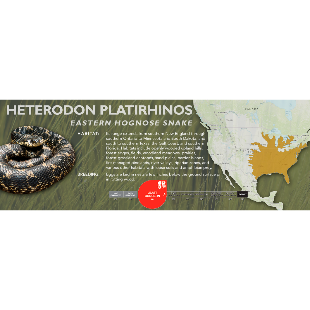 Eastern Hognose Snake (Heterodon platirhinos) Standard Vivarium Label