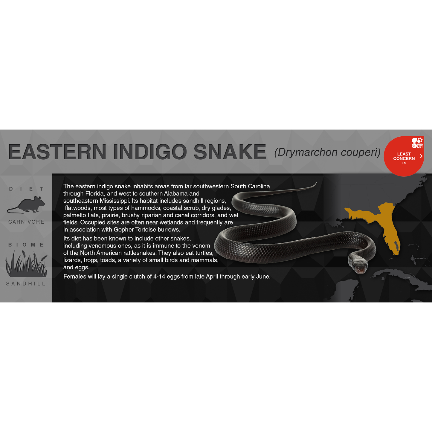 Eastern Indigo Snake (Drymarchon couperi) - Black Series Vivarium Label