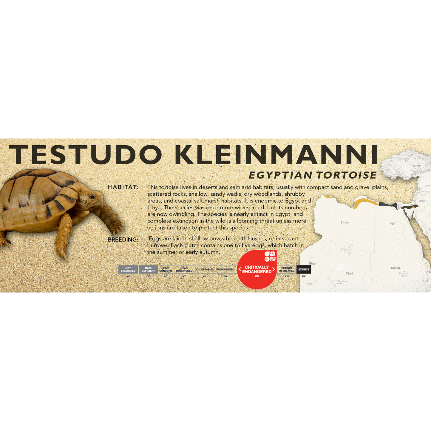 Egyptian Tortoise (Testudo kleinmanni) - Classic Vivarium Label